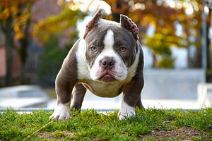 American bully (1 foto / 5)