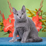 Русские голубые котята с документами (фото #1)