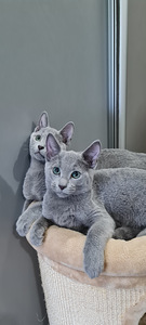 Русские голубые котята (3 фото из 3)