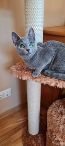 Русские голубые котята (2 фото из 3)