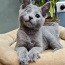 Русский голубой котенок (фото #2)