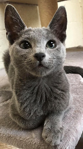 Russian Blue girl Stasya (1 foto / 7)