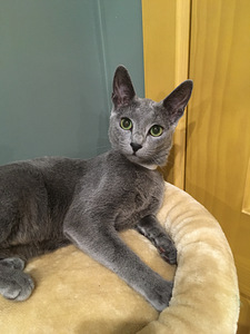 Russian Blue girl Stasya (2 foto / 7)