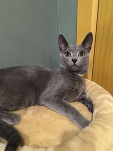 Russian Blue girl Stasya (6 foto / 7)