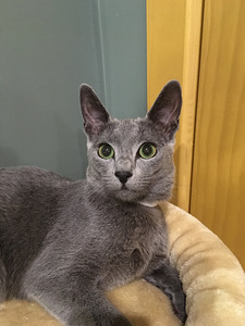 Russian Blue girl Stasya (7 foto / 7)
