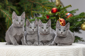 Русские голубые котята (2 фото из 8)