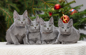 Русские голубые котята (3 фото из 8)