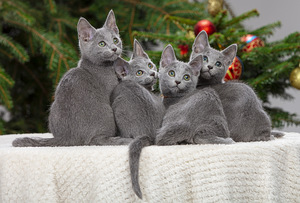Русские голубые котята (4 фото из 8)