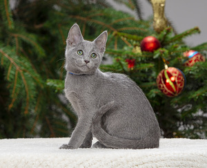 Русские голубые котята (7 фото из 8)