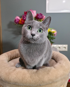 Русская голубая кошка (5 фото из 6)