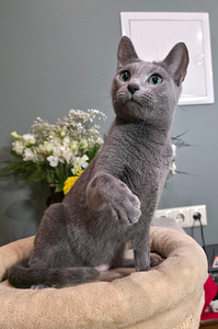Русская голубая кошка (6 фото из 6)