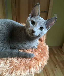 Русские голубые котята (4 фото из 5)
