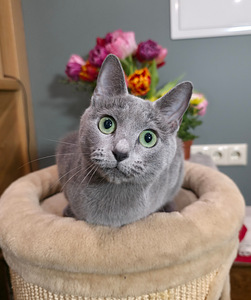 Russian Blue female cat Mishka (2 foto / 7)