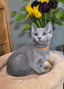 Русские голубые котята (4 фото из 10)