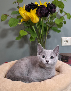 Русские голубые котята (9 фото из 10)