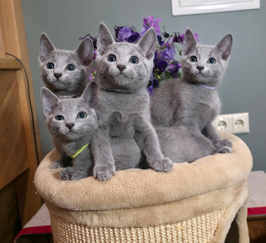 Котята русской голубой