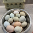Инкубационное яйцо Доминант (фото #1)