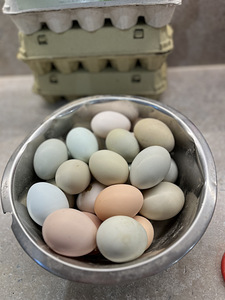 Инкубационное яйцо Доминант