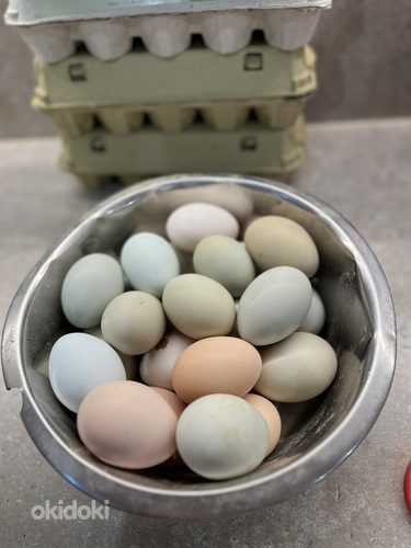 Инкубационное яйцо Доминант (фото #1)