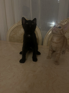 Корниш Рекс (1 фото из 1)