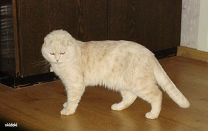 Scottish fold kass kutsub pruuti (3 foto / 3)