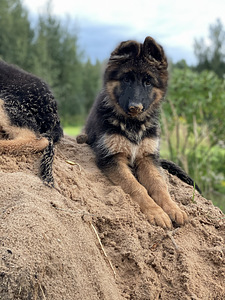 Garspalvainā Vācu aitas suņa kucēni (6 foto no 10)