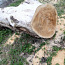 Бревна от распила больших деревьев (фото #1)