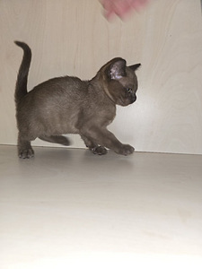 Котята бурма (1 фото из 1)