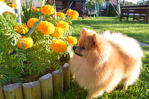 Pomeranian spitz (1 foto / 2)