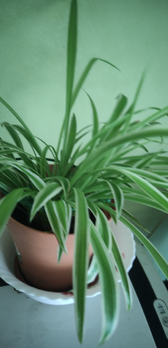 Tups-rohtliilia ehk pruudislepp(Chlorophytum comosum)