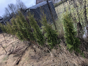 Harilik elupuu 'Brabant' thuja (2 foto / 2)