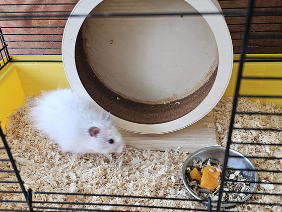 Hamster koos puuriga ja varustusega