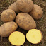 Картофель в мешках по 25 кг (фото #2)
