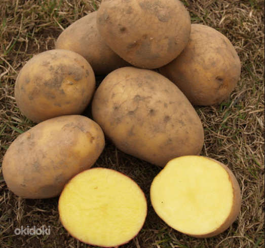 Картофель в мешках по 25 кг (фото #2)