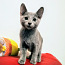 Vene sinine kass - kassipojad (foto #3)