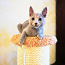 Vene sinine kass - kassipojad (foto #2)