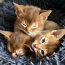 Абиссинские котята (фото #1)