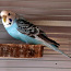 Продам молодую и здоровую самку волнистого попугайчика (фото #2)