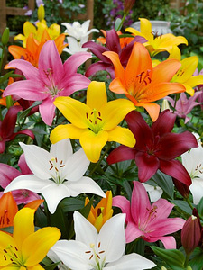 Liiliasibulate mix (1 foto / 1)