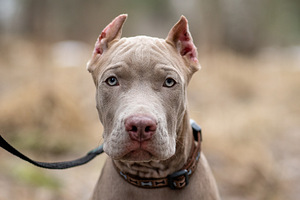 American pitbull terrier (2 valokuva sivusta 9)