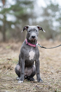 American pitbull terrier (6 valokuva sivusta 9)
