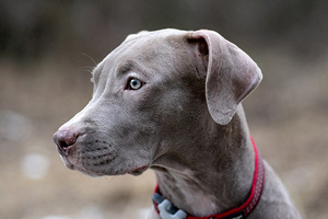 American pitbull terrier (9 valokuva sivusta 9)