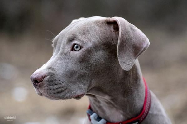 American pitbull terrier (valokuva #9)