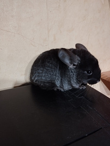 Шиншилла (2 фото из 2)