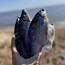 Вяленая рыба Чудского озера 2023 с икрой (фото #2)