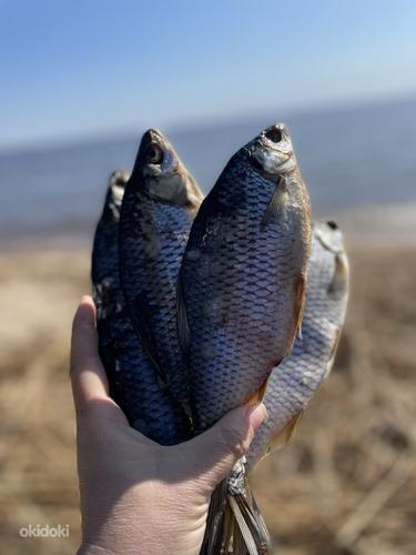 Kuivatatud kala Peipsilt 2023 kalamarjaga (foto #2)