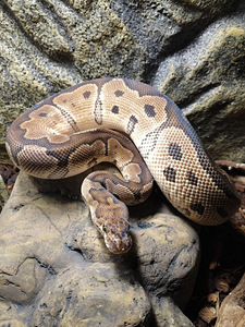 Müüa kuningpüüton (Python regius) (3 foto / 3)
