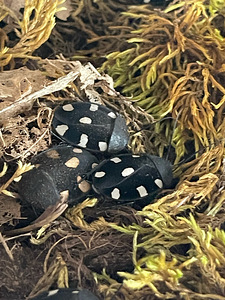 Tarakaanid Therea bernhardti (4 foto / 4)