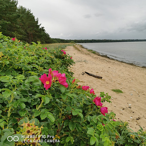 Ojakalda tee 3, Kloogaranna, Lääne-Harju vald, Harjumaa (1 foto / 8)
