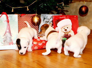Jack Russell Terjeri kutsikad (2 foto / 6)